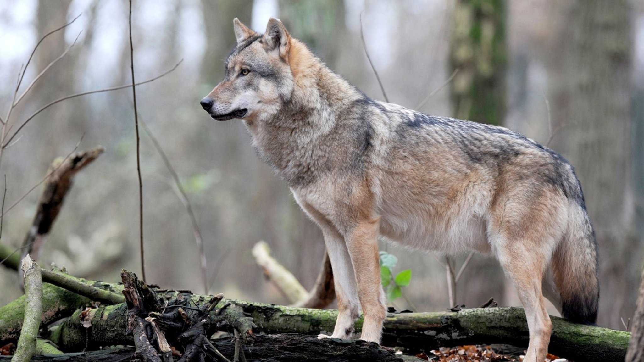 Niederbayern: Wölfe sorgen für Verunsicherung – Behörde beruhigt