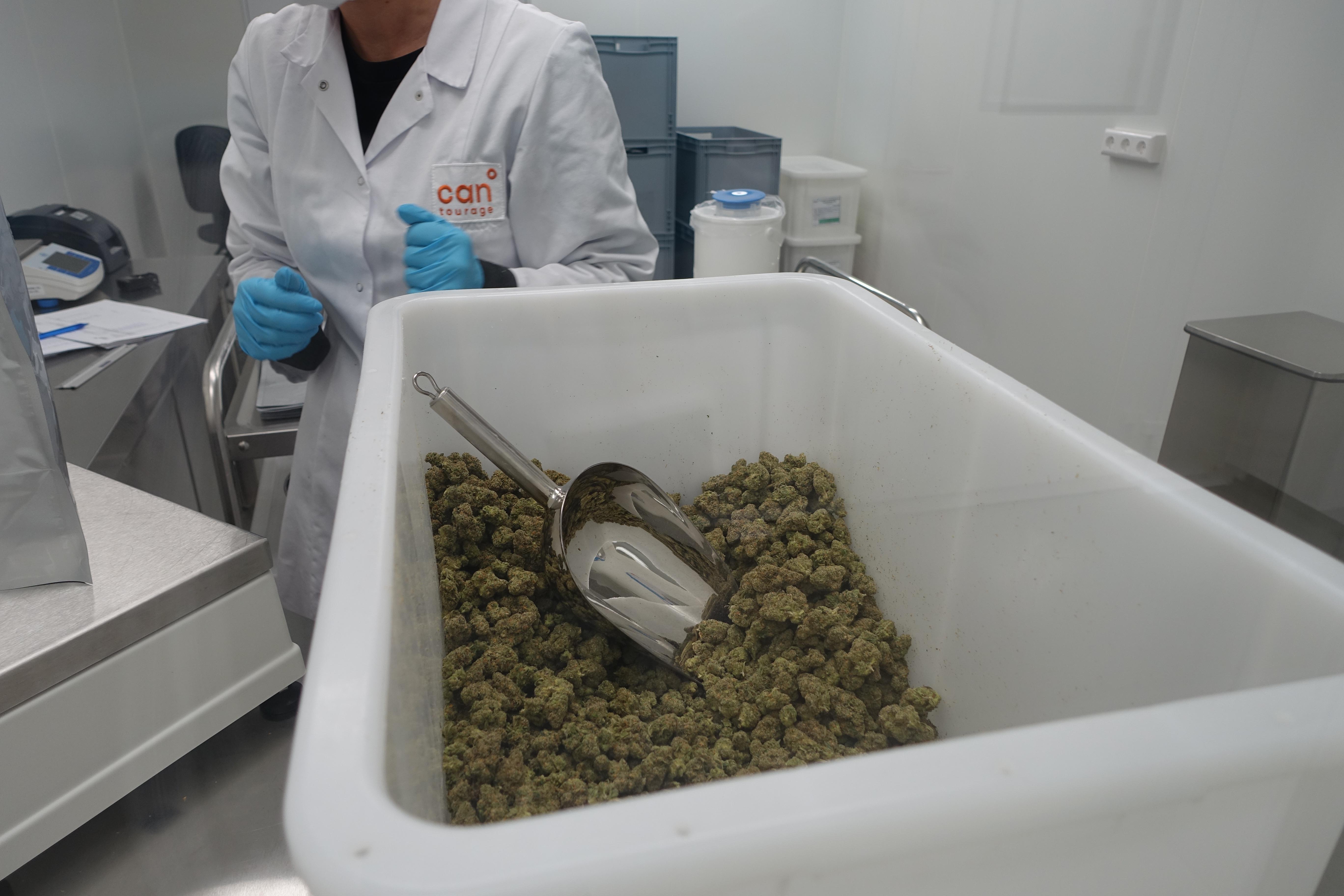 Jeden Tag werden große Menge Cannabis in der Produktionsanlage angeliefert und in verarbeiteter Form wieder versandt.