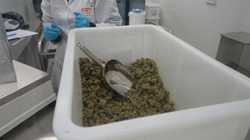 Jeden Tag werden große Menge Cannabis in der Produktionsanlage angeliefert und in verarbeiteter Form wieder versandt.