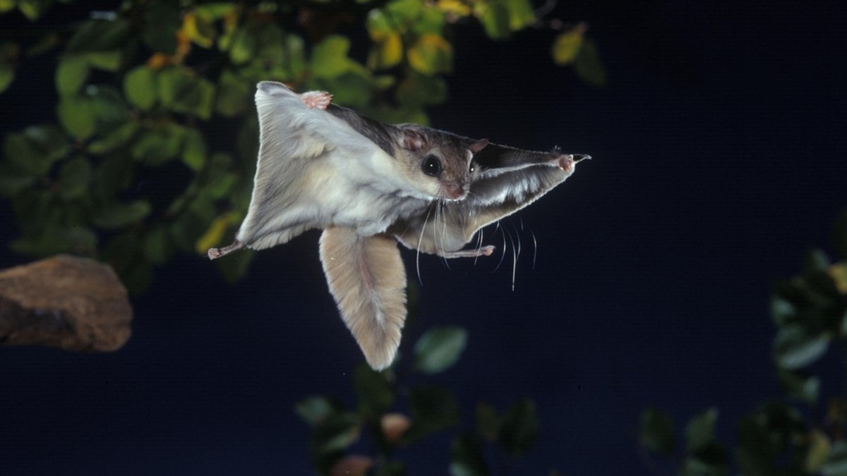 Nachtaktiv mit überraschendem Leuchteffekt: Südliches Neuwelt-Gleithörnchen (Glaucomys volans)