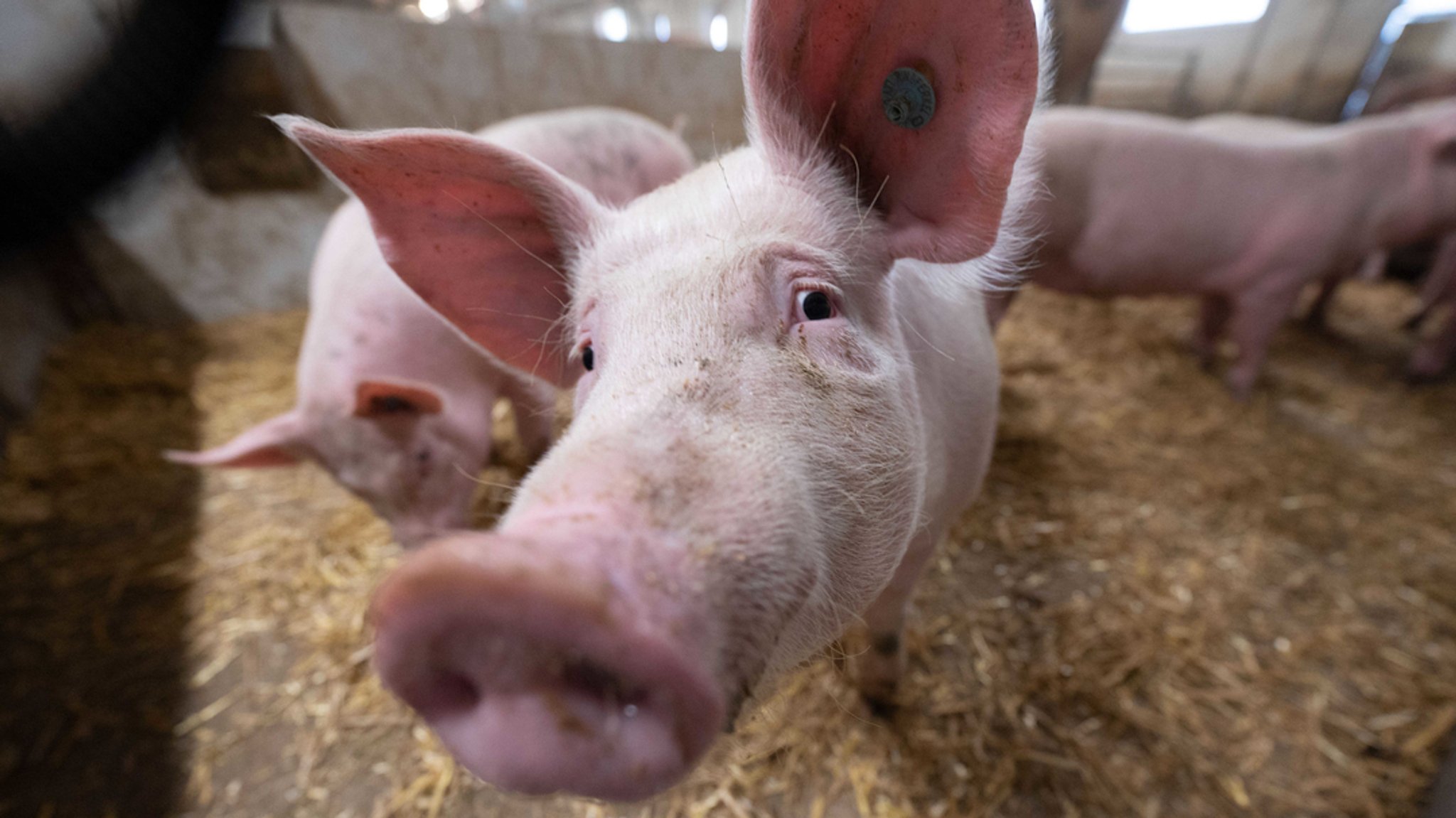 Tierwohl in Bayern: Wenig Kontrollen, viel zu beanstanden