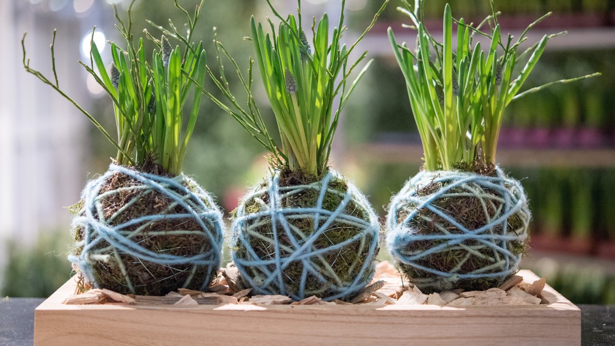 Drei Zimmerpflanzen im Moosball mit einer Schnur umwickelt