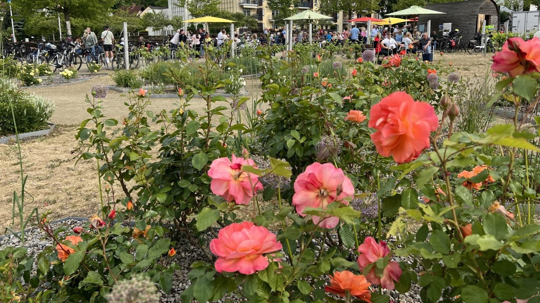 Zehn Jahre nach der Landesgartenschau in Alzenau ziehen die beiden Erholungsparks im Herzen der Stadt noch immer viele Menschen an. | Bild: BR/Katrin Küx Zehn Jahre nach der Landesgartenschau in Alzenau ziehen die beiden Erholungsparks im Herzen der Stadt noch immer viele Menschen an.