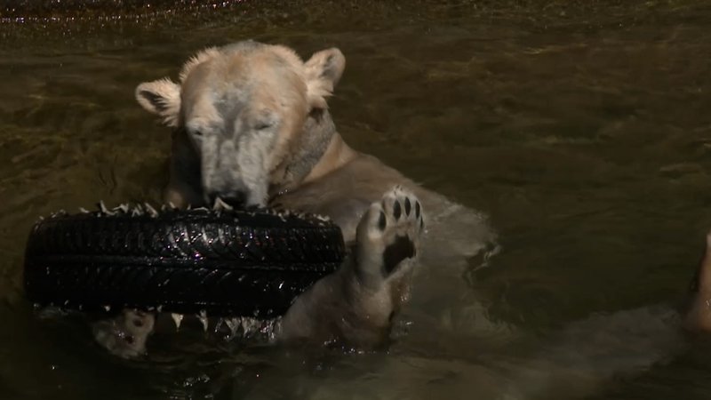 Ein Eisbär spielt mit einem Autoreifen. | Bild: BR Ein Eisbär spielt mit einem Autoreifen.