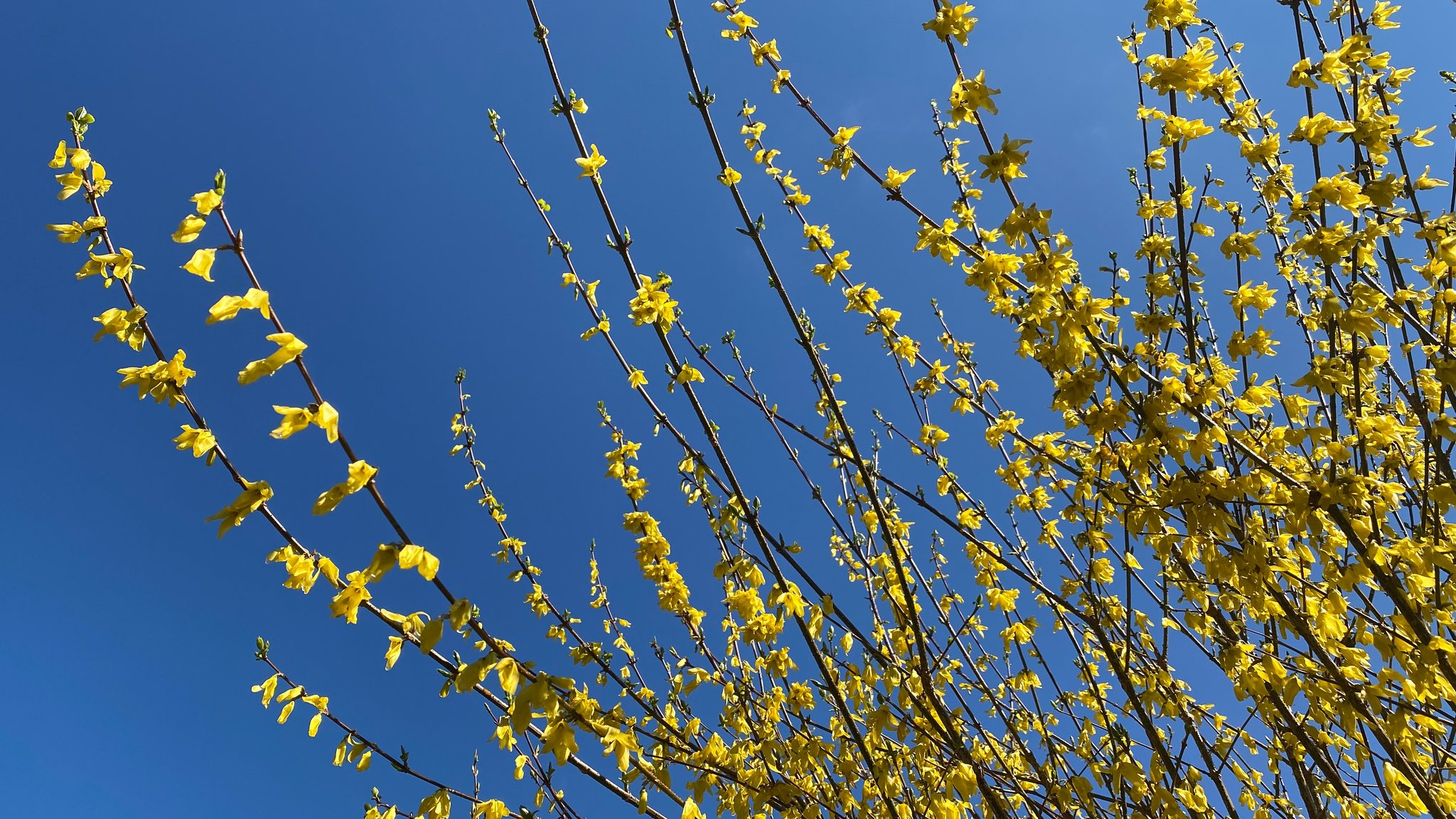 Eine blühende Forsythie