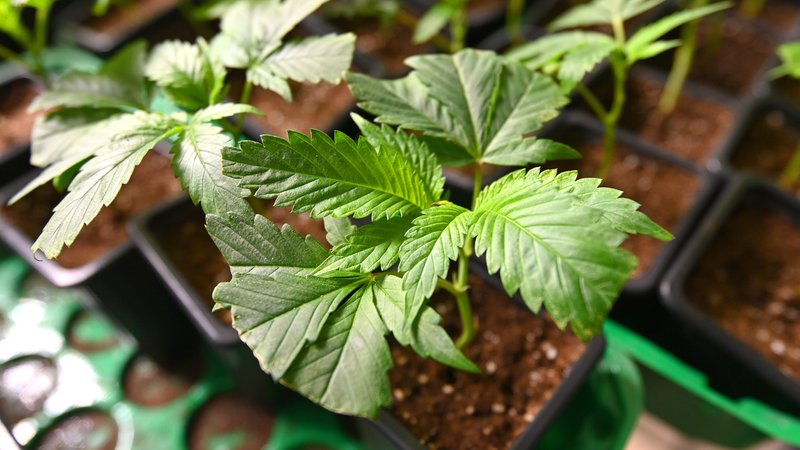 Junge Hanfpflanzen | Bild: picture alliance / SvenSimon | Frank Hoermann / SVEN SIMON Junge Hanfpflanzen