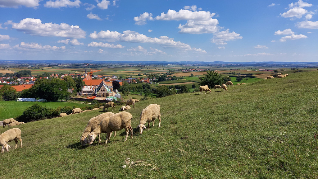 Ein Blick ins Nördlinger Ries, von Kirchheim aus. Im Vordergrund: Schafe