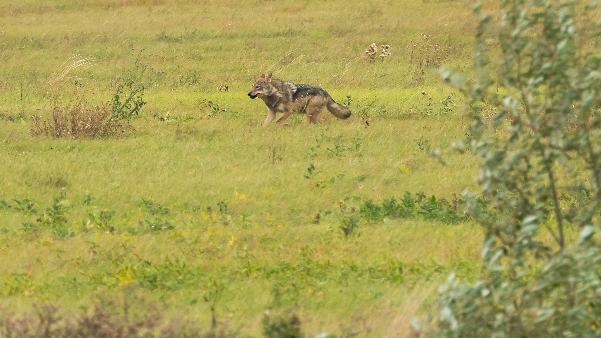 Ein Wolf streift durch eine Wiese