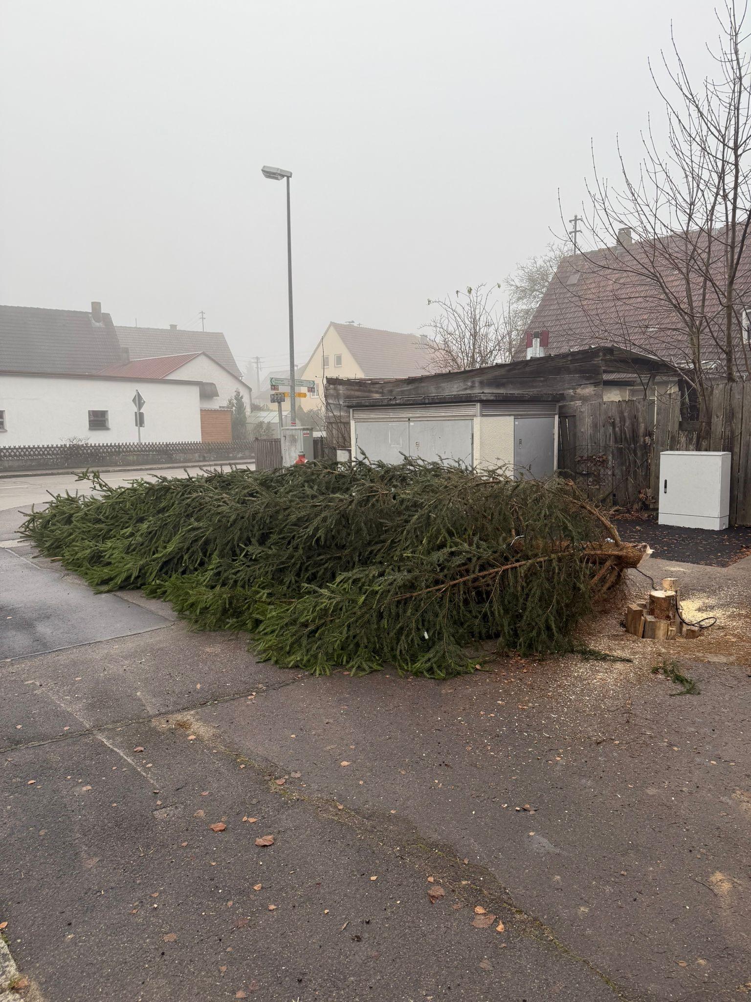 Umgesägter Weihnachtsbaum