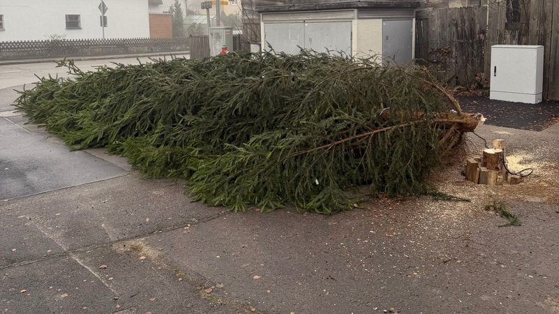Umgesägter Weihnachtsbaum | Bild: Gemeinde Bachhagel Umgesägter Weihnachtsbaum