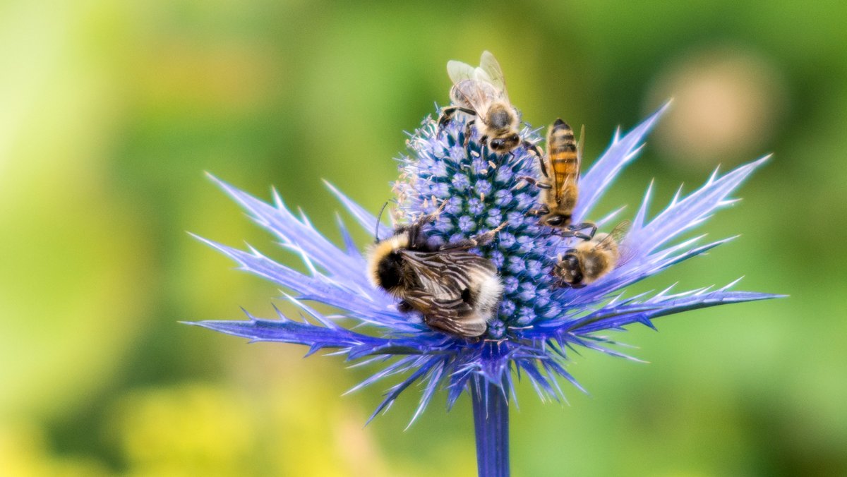 Bienen und Hummel saugen Nektar (Symbolbild)