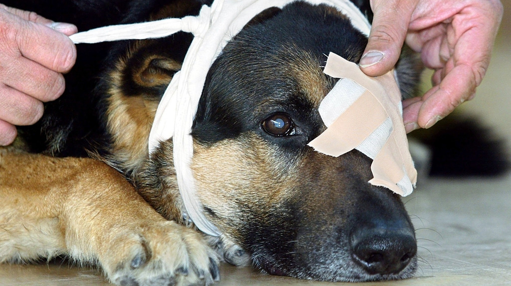 Hund wird mit einer Augenklappe versorgt