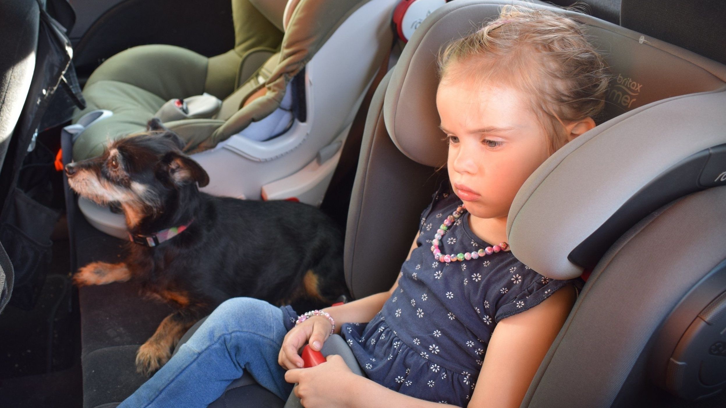 Hund bei Hitze im Auto – unterschätzte Temperaturen