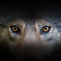 Wertiere - Berserker, Löwenmensch und Werwolf | Bild: stock.adobe.com/byrdyak