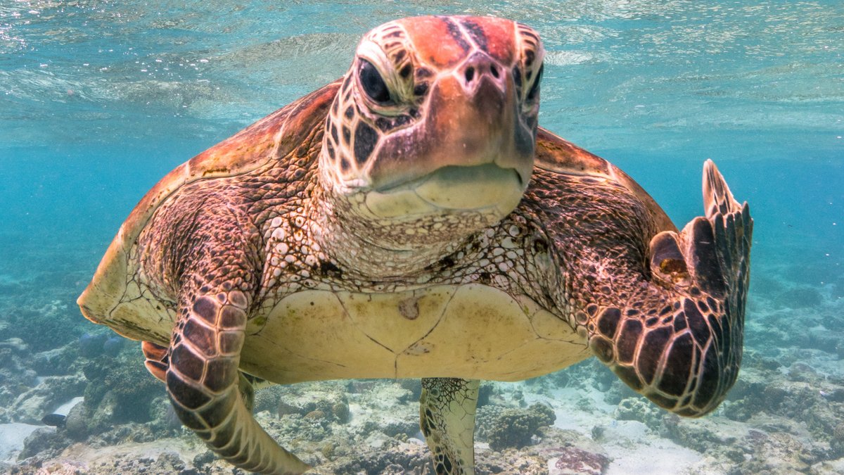 Gewinnerfoto: Schildkröte vor Lady Elliot Island, Queensland, Australien