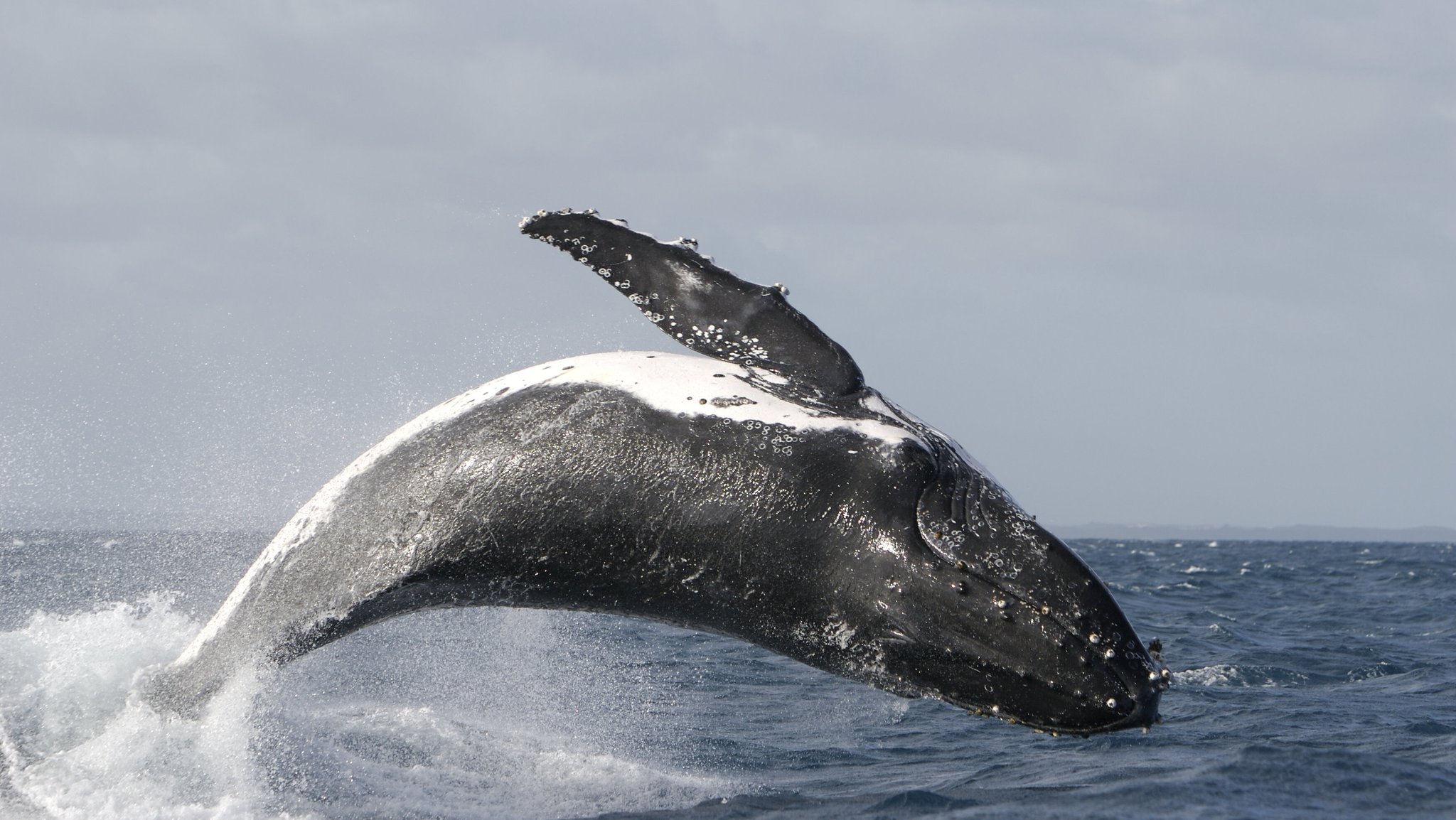 Ein Buckelwal (nicht Timmy) | Bild: picture alliance / Cover Images | Pacific Whale Foundation/Cover Images Ein Buckelwal (nicht Timmy)