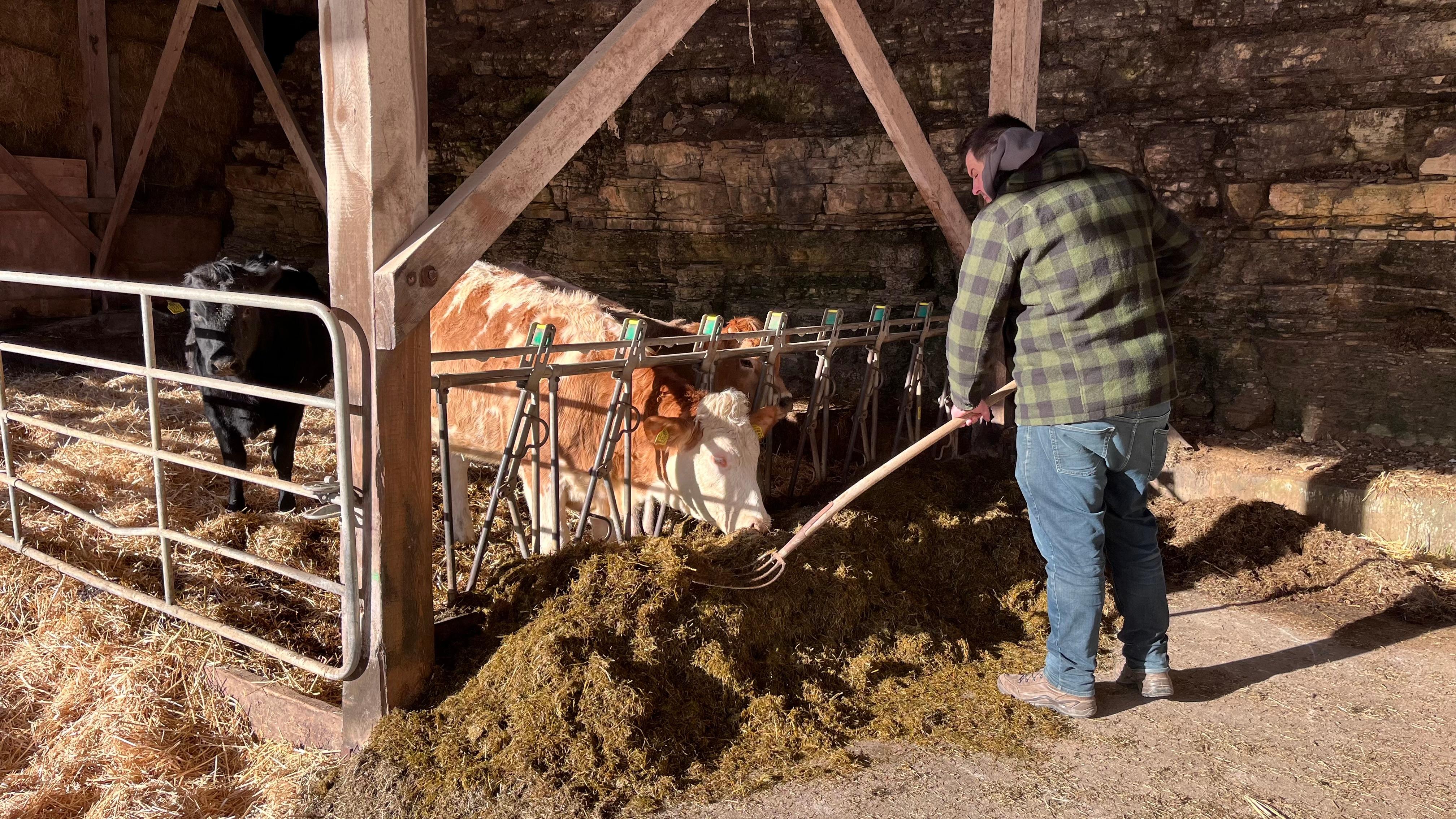 Mann füttert Kühe, die in einem Laufstall mit Stroh stehen