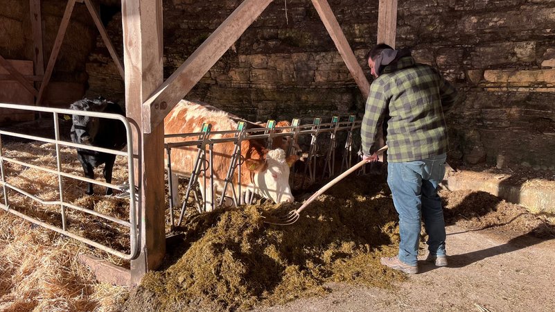 Mann füttert Kühe, die in einem Laufstall mit Stroh stehen
