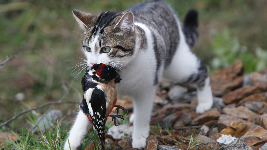 Um herauszufinden, ob Katzen wirklich massenhaft Vögel töten, hat der Biologe Martin Wikelski einen speziellen Sender entwickelt. Im Bild: Katze mit einem Specht im Maul.