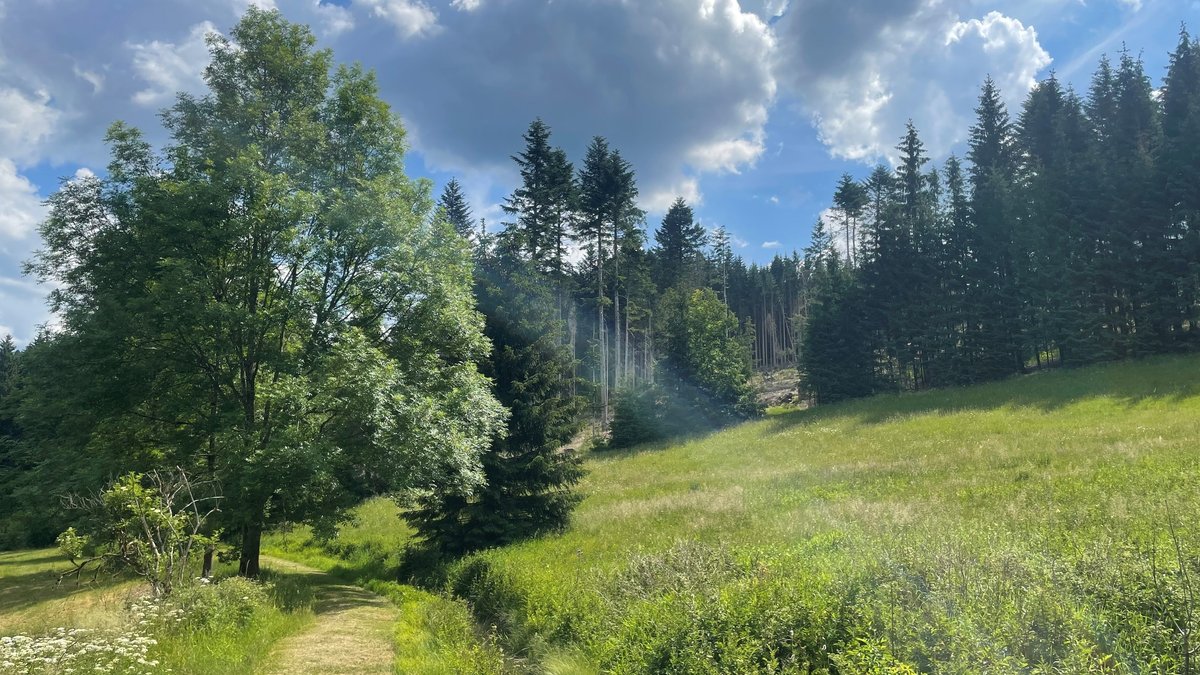 Ein Feldweg führt an einem Baum vorbei, im Hintergrund ein Fichtenwald unter bewölktem Himmel.
