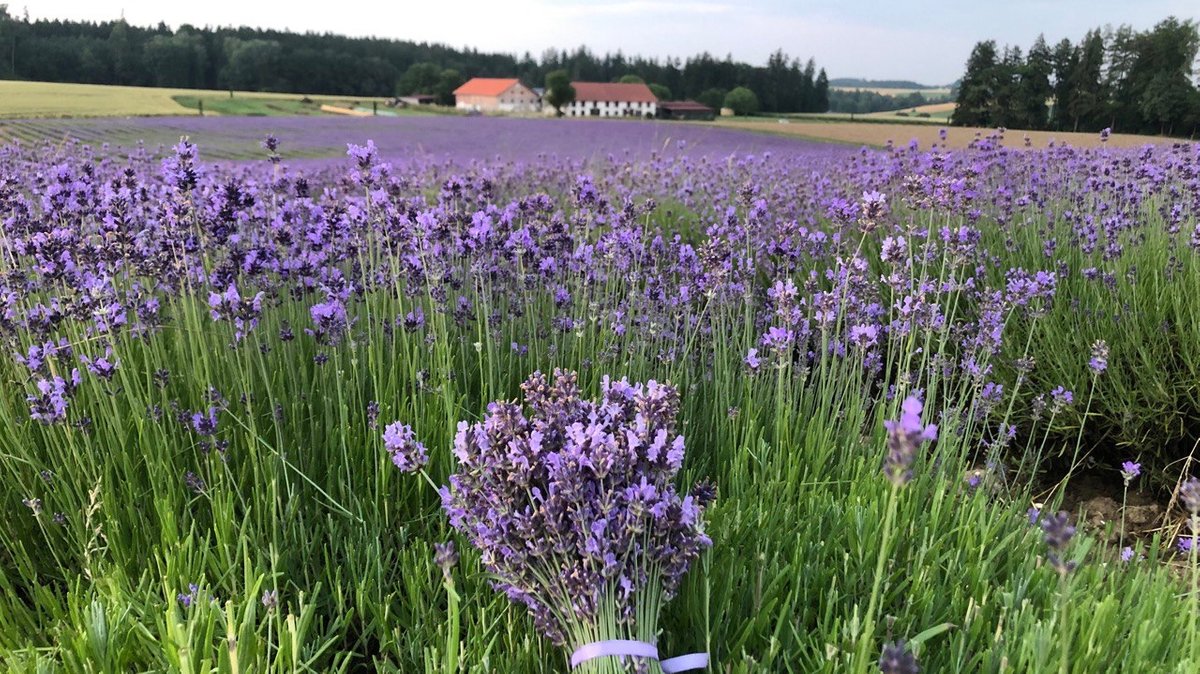 Mit Lavendel die bayerische Landschaft neu gestalten