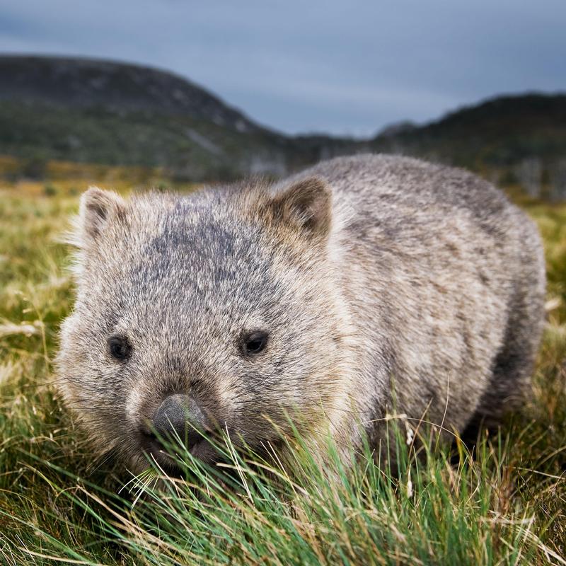 Der Wombat Relikt Aus Australiens Urzeit Radiowissen Br Podcast
