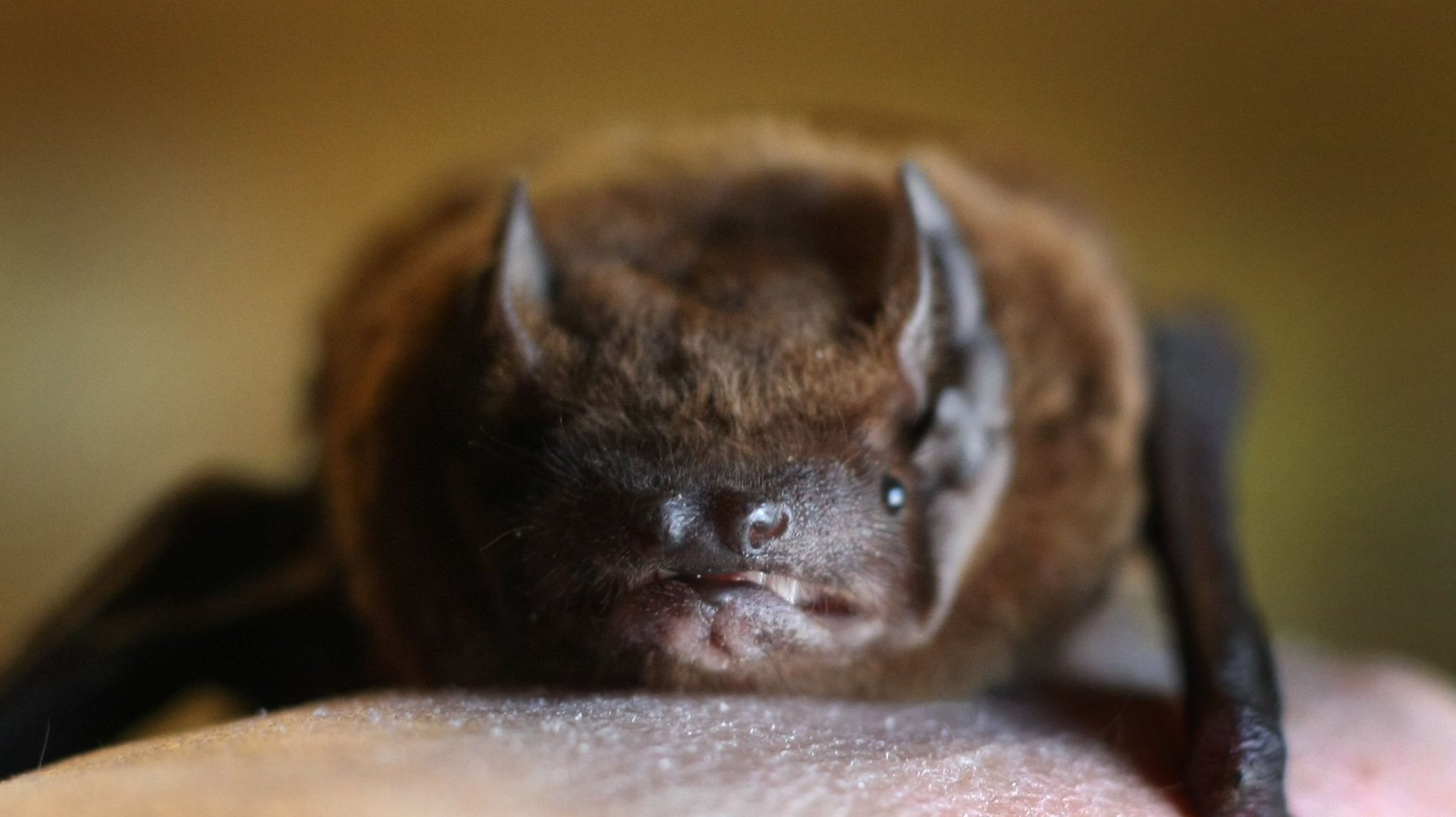 (Symbolbild) Eine Fledermaus sitzt auf einem Handrücken. | Bild: dpa-Bildfunk/Karl-Josef Hildenbrand (Symbolbild) Eine Fledermaus sitzt auf einem Handrücken.