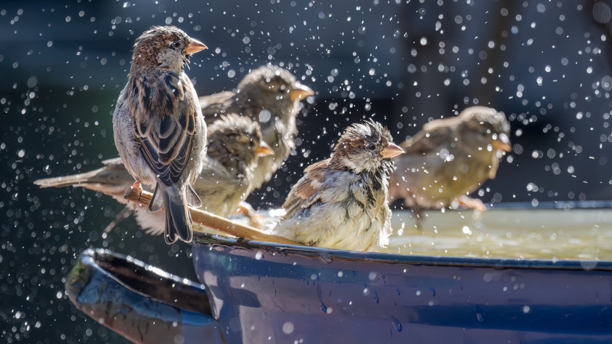 Mehrere Haussperlinge sitzen an einer Wasserschüssel | Bild: BR Mehrere Haussperlinge sitzen an einer Wasserschüssel