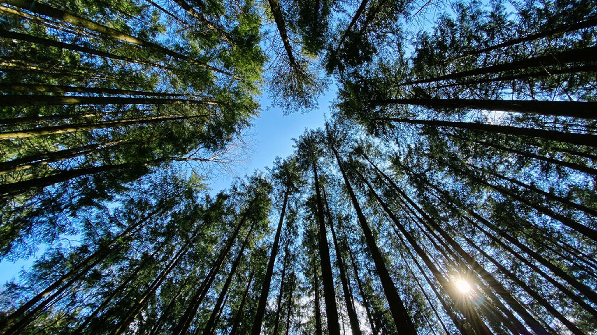 Baumkronen im Wald.