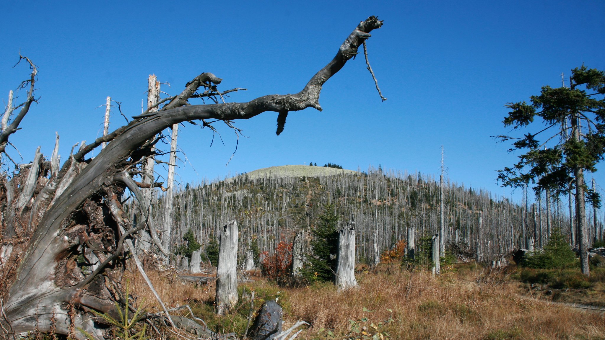 Berg Lusen im Nationalpark Bayerischer Wald