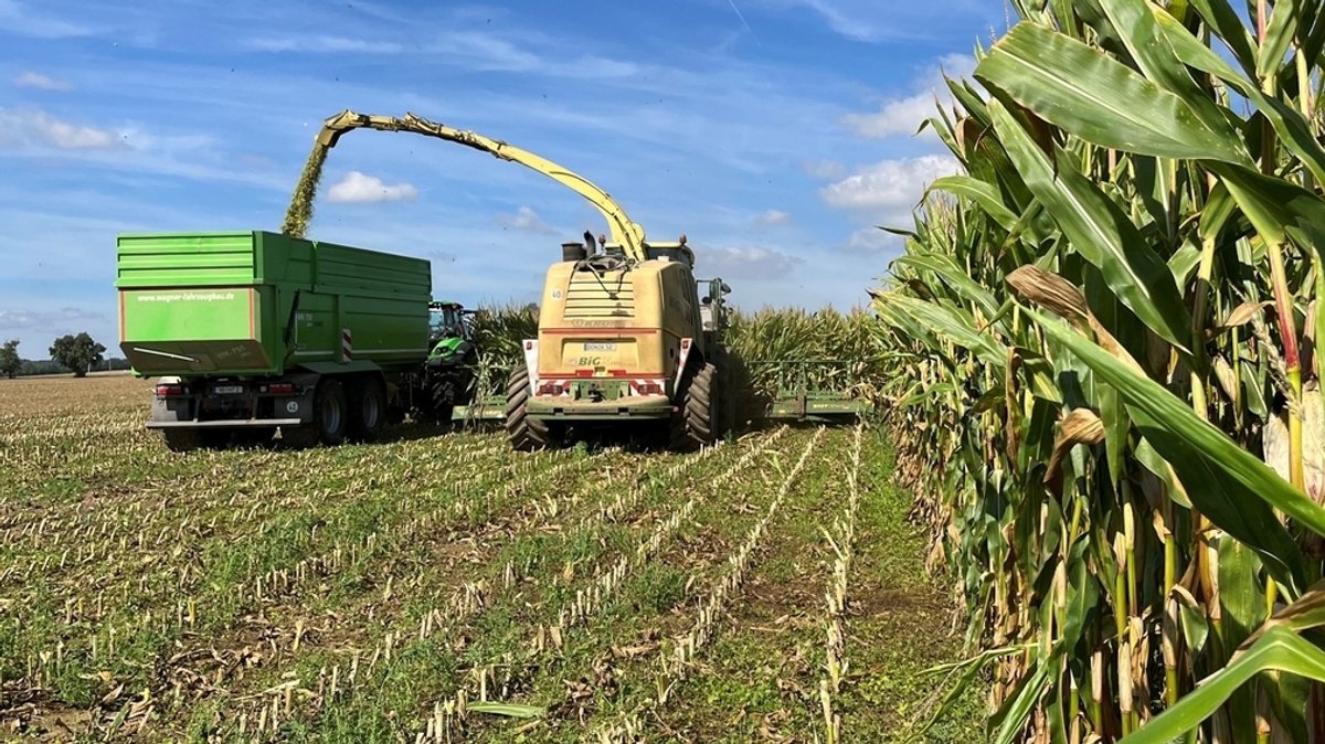 "Mit blauem Auge davongekommen": Mais-Ernte in Nordschwaben