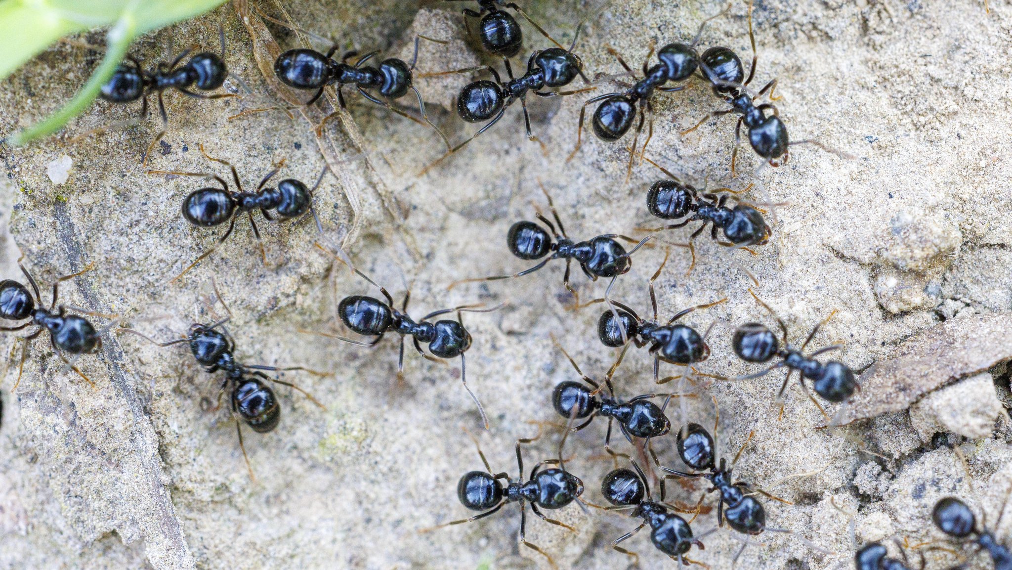 Zu sehen sind schwarze Weg-Ameisen (Lasius niger) auf sandigem Untergrund.