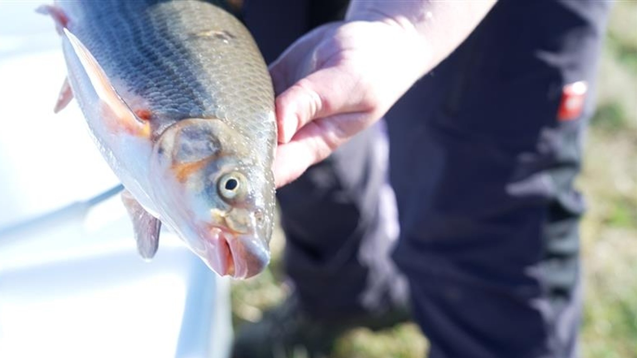 Ein Fisch in den Händen eines Naturschützers. | Bild: BR/Florian Regensburger Ein Fisch in den Händen eines Naturschützers.