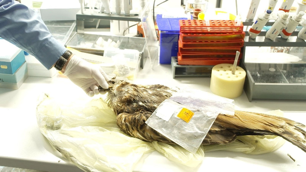 Ein toter Greifvogel wird im Labor untersucht (Symbolbild)