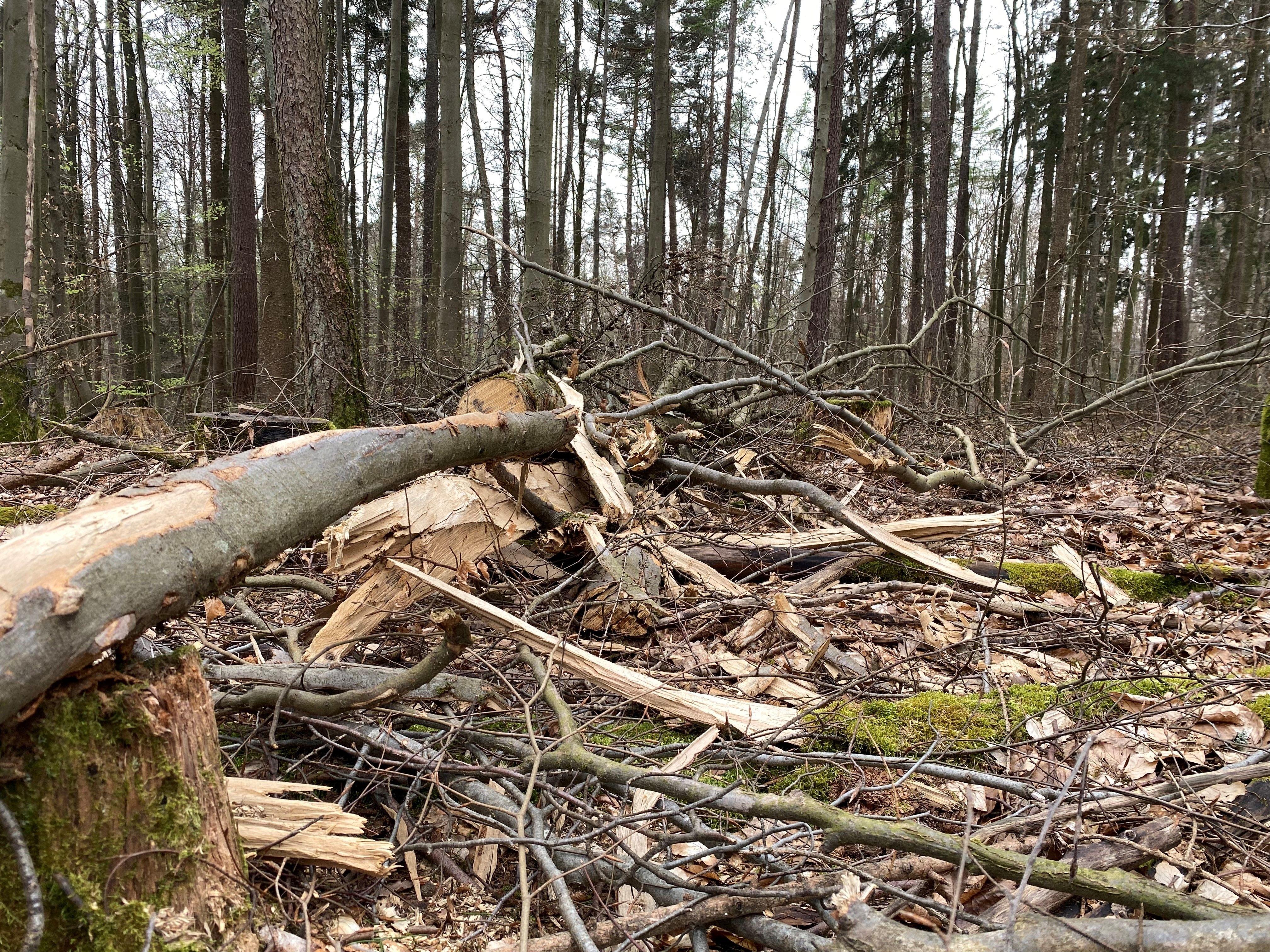 Holz auf dem Waldboden im Spessart