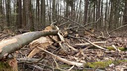 Holz auf dem Waldboden im Spessart | Bild:BR/ Barbara Ecke