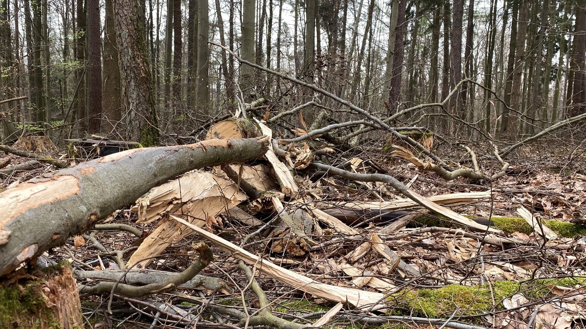 Biosphärenregion Spessart: Die Sorgen der "Holzrechtler"