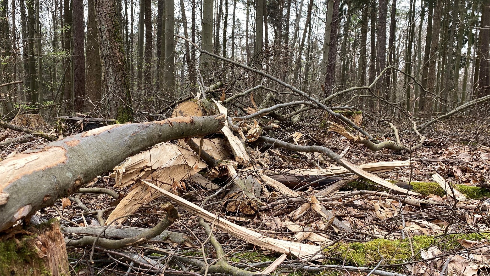 Holz auf dem Waldboden im Spessart