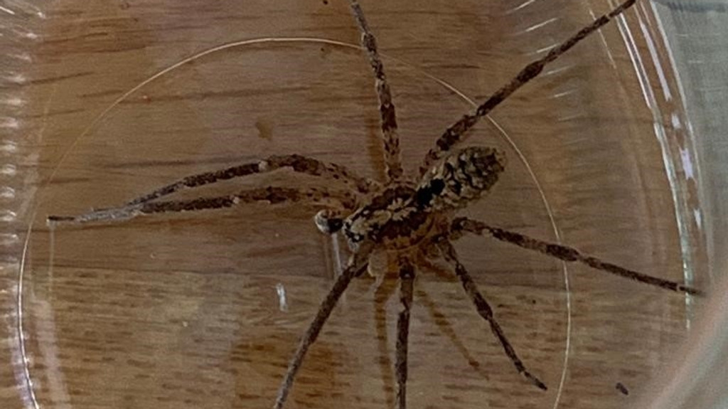 Ein BR24-Leser fing die Kräuseljagdspinne - auch als "Nosferatu-Spinne" bekannt - in einem Einweckglas und schickte das Foto an die Redaktion. 