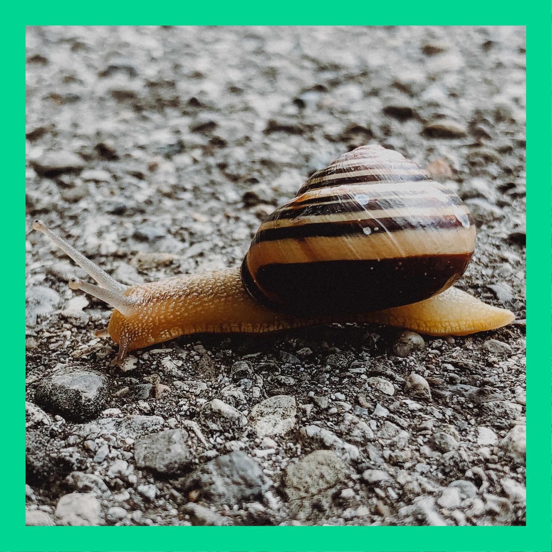 Müssen Schnecken auch mal aus ihrem Haus umziehen?