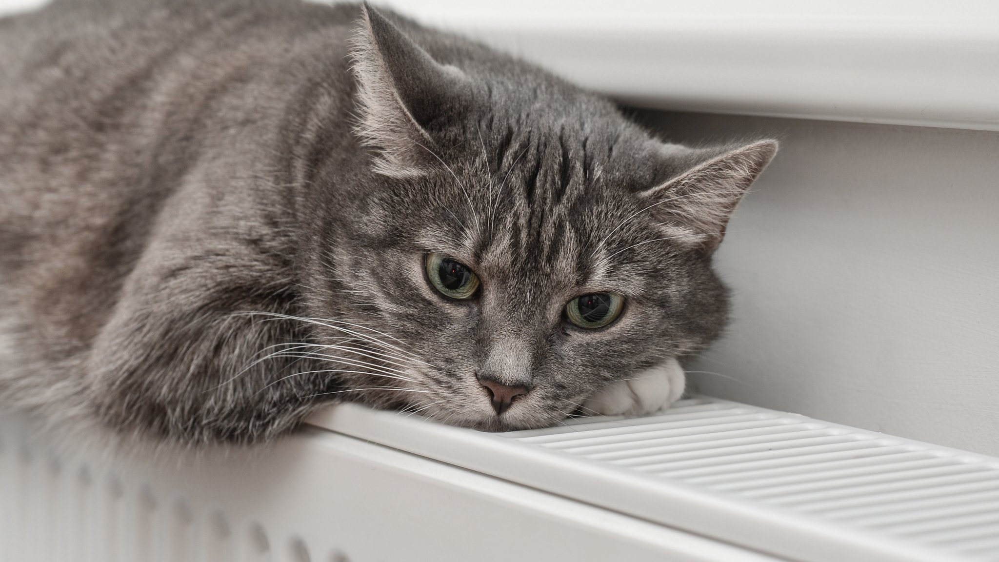 Eine graue Katze liegt mit dem Gesicht zum Betrachter auf einem Heizkörper.