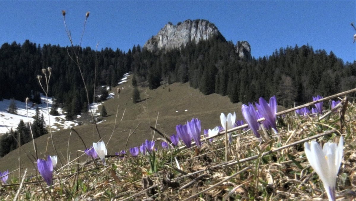 Hier etwa fand der Riss statt - auf den Wiesen unterhalb des Heuberg-Gipfels.