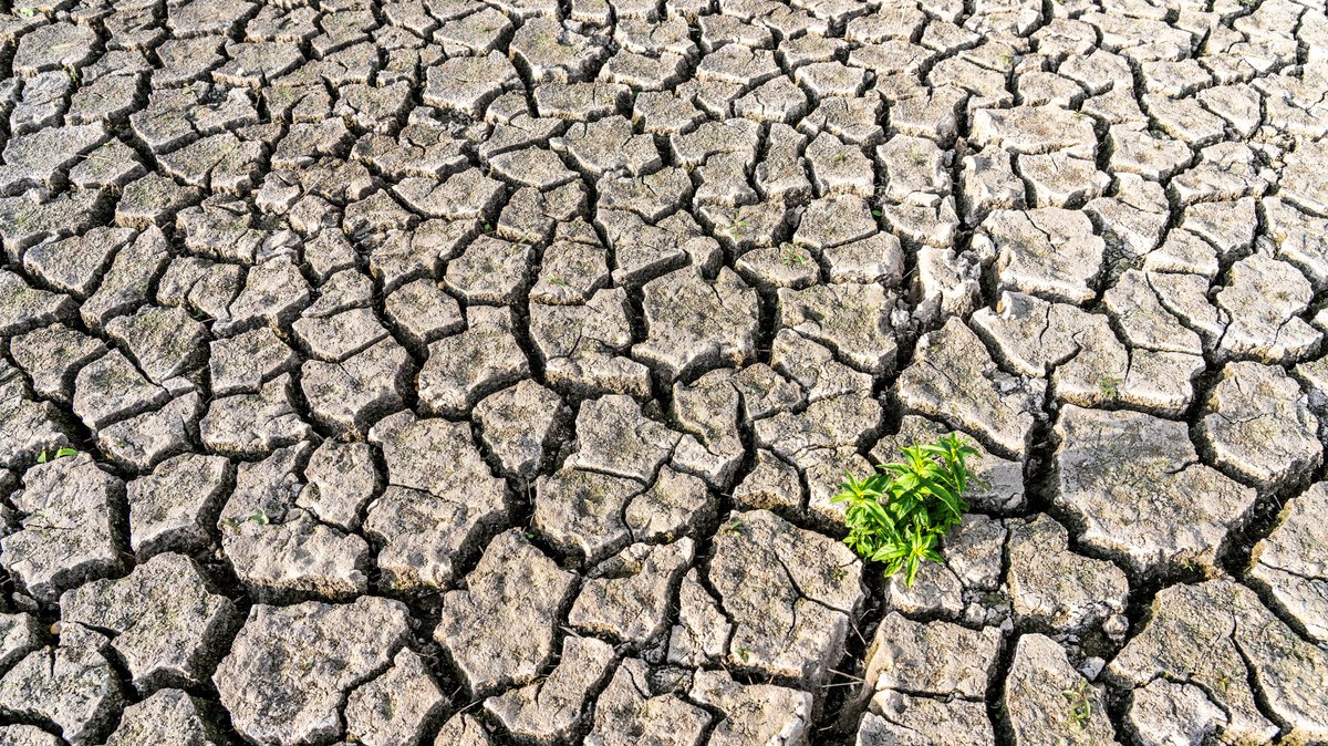 Ausgetrocknetes Flussbett