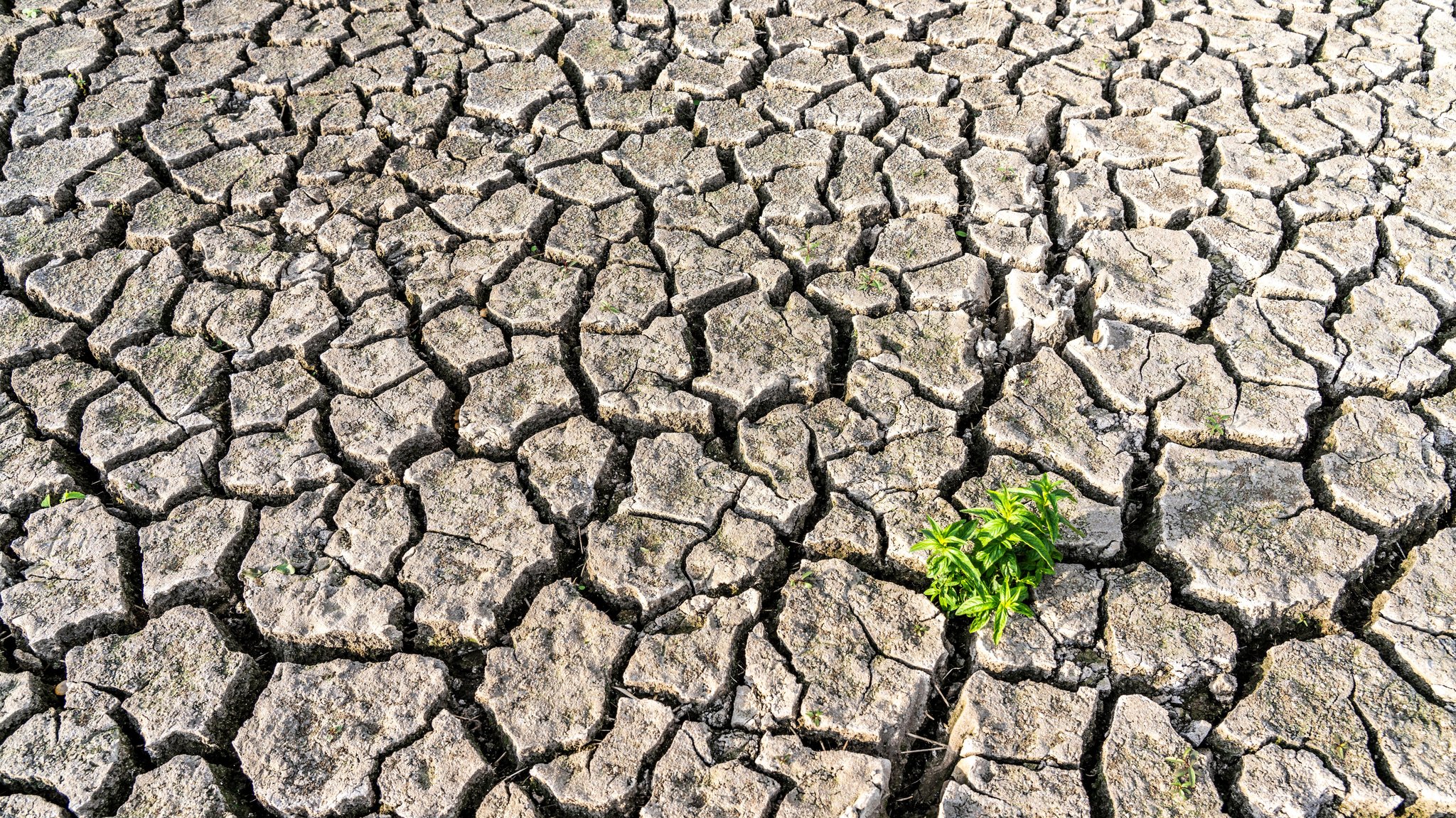 Ausgetrocknetes Flussbett