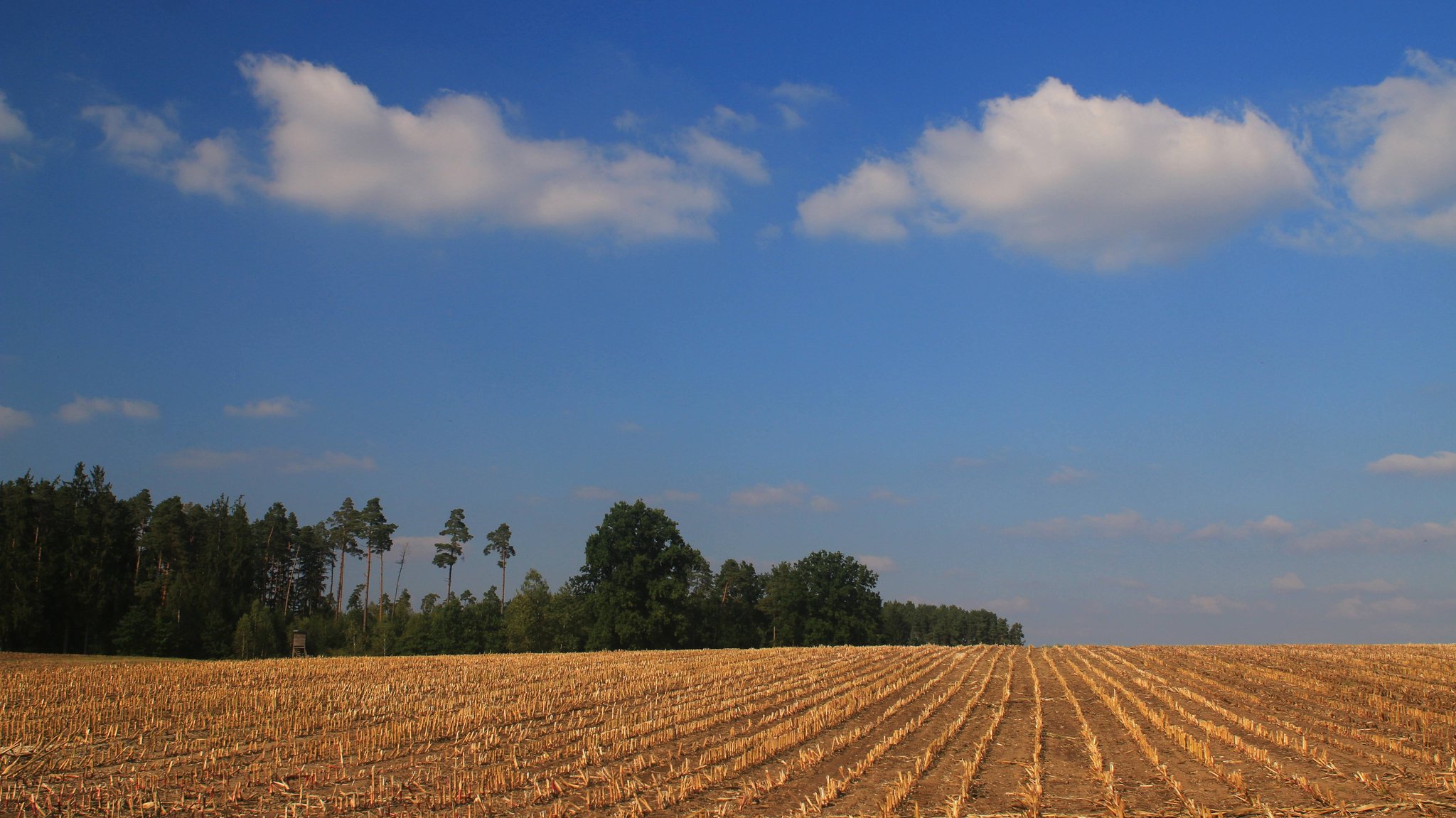 Ein abgeerntetes Feld vor einem Wald