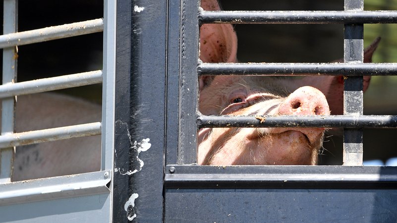 Ein Schwein ist hinter dem vergitterten Fenster eines Tiertransports vor einem Schlachthof in Weißenfels zu sehen. (Archivbild)