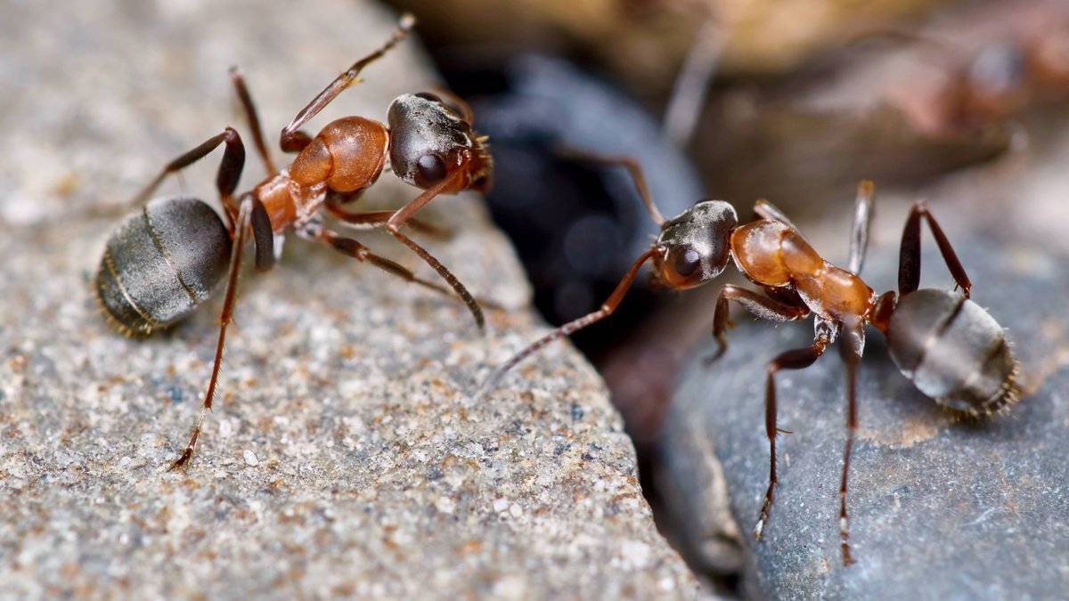 Zwei Ameisen im Garten 