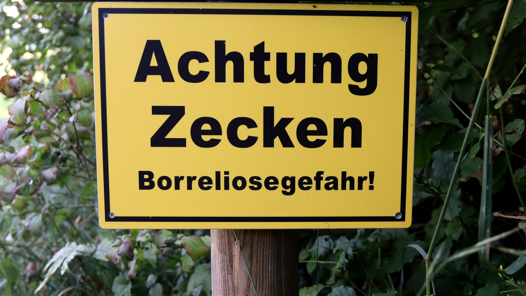 Borreliose durch Zeckenstich: Symptome und Behandlung 