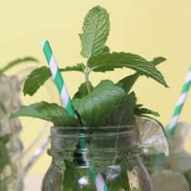 Die Minze, eine erfrischende Pflanze - Alles Natur! | Bild: picture alliance / Zoonar | Lori Martin