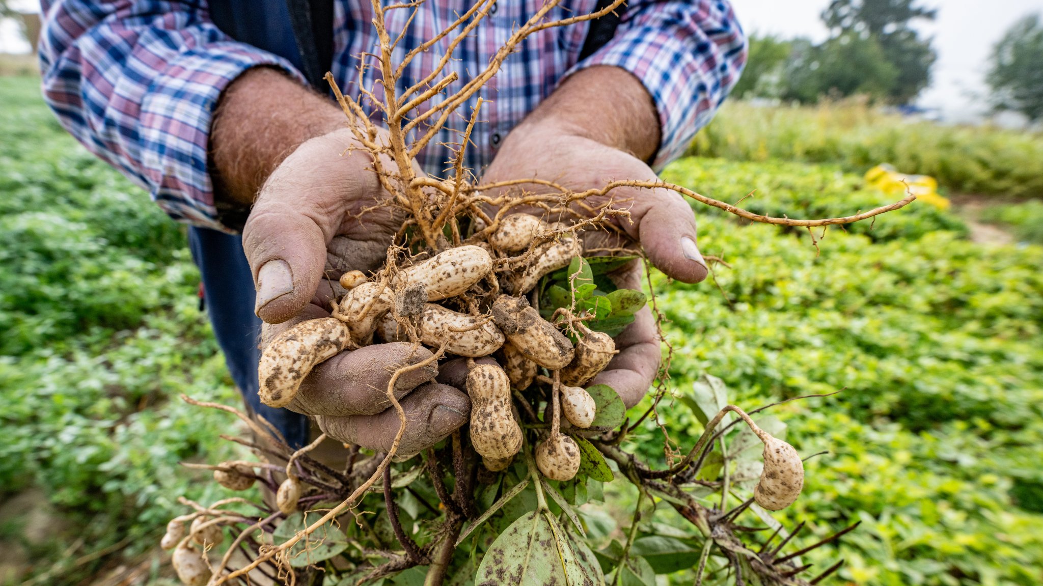 Klimawandel-Projekt in Niederbayern: Erdnuss-Ernte hat begonnen